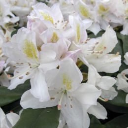 Rhododendron Mme Masson